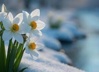 На Чернігівщині прогнозують теплий кінець березня: місцями до +19°C