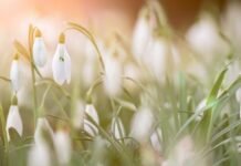 Туман, дощ і похолодання: якою буде погода на Чернігівщині до кінця березня