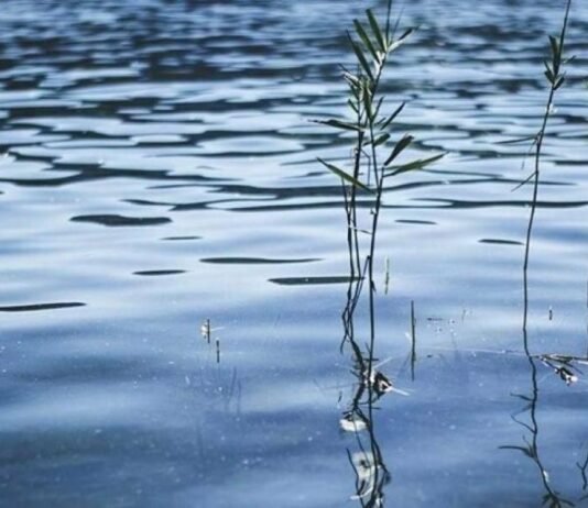 У Новгород-Сіверському на Чернігівщині з річки Десна дістали тіло жінки