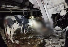 Загинула худоба: вночі ворог «геранями» вдарив по корівнику на Чернігівщині (Фото)