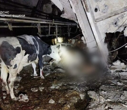 Загинула худоба: вночі ворог «геранями» вдарив по корівнику на Чернігівщині (Фото)
