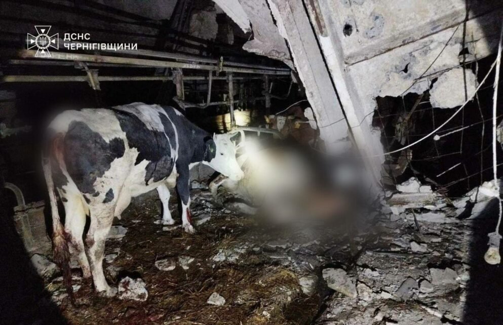 Загинула худоба: вночі ворог «геранями» вдарив по корівнику на Чернігівщині (Фото)