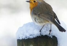 Справжнє весняне потепління ще не прийшло: якою буде температура на Чернігівщині найближчі 10 днів