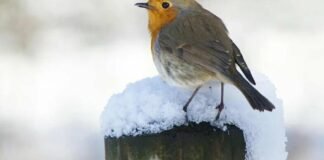 Справжнє весняне потепління ще не прийшло: якою буде температура на Чернігівщині найближчі 10 днів