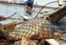 Натягали «бреднем» понад 23 кг риби: як суд покарав двох браконьєрів із Чернігівщини