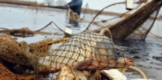 Натягали «бреднем» понад 23 кг риби: як суд покарав двох браконьєрів із Чернігівщини