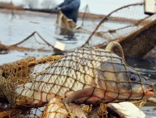 Натягали «бреднем» понад 23 кг риби: як суд покарав двох браконьєрів із Чернігівщини