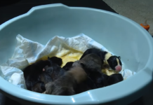 У Чернігові в ліфті житлового комплексу залишили десять новонароджених цуценят