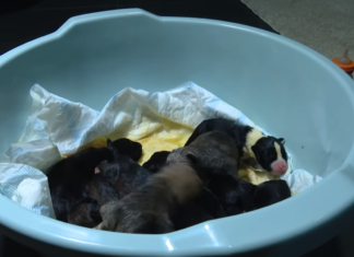 У Чернігові в ліфті житлового комплексу залишили десять новонароджених цуценят