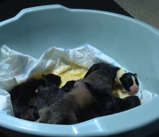 У Чернігові в ліфті житлового комплексу залишили десять новонароджених цуценят