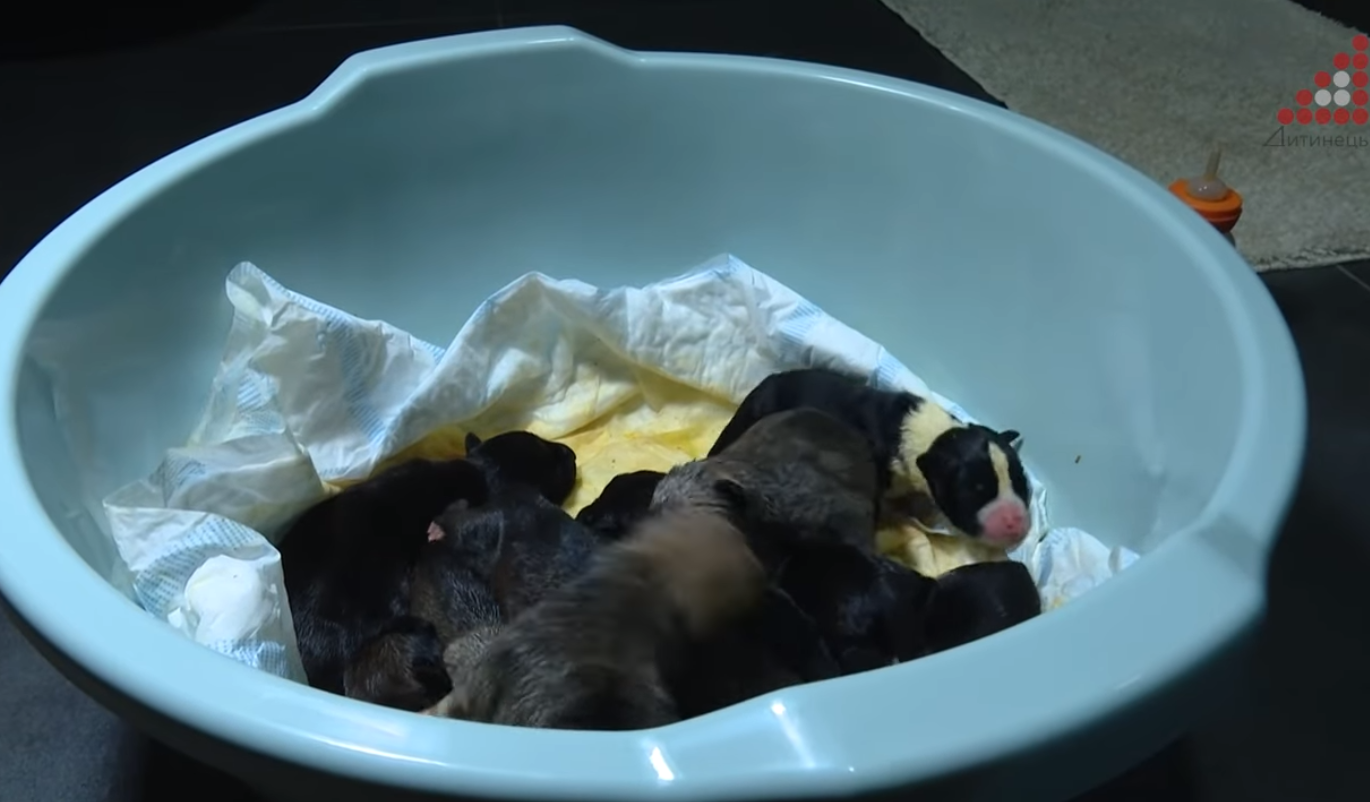 У Чернігові в ліфті житлового комплексу залишили десять новонароджених цуценят