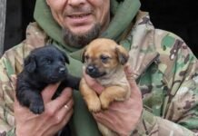 Пухнастики на війні: ОК «Північ» показало чотирилапих «побратимів»