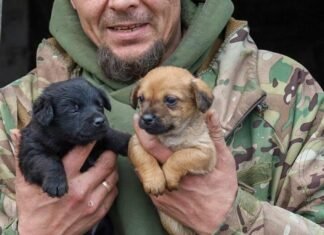 Пухнастики на війні: ОК «Північ» показало чотирилапих «побратимів»