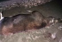 На Чернігівщині червонокнижний лось потрапив під колеса мікроавтобуса (Фото)