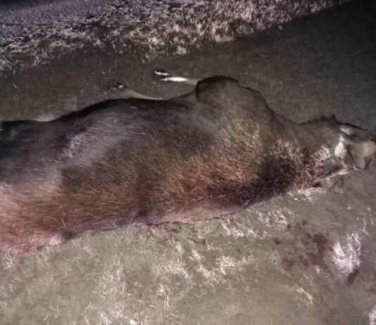 На Чернігівщині червонокнижний лось потрапив під колеса мікроавтобуса (Фото)