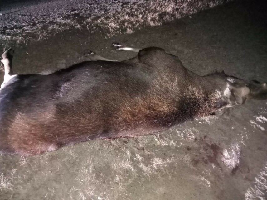 На Чернігівщині червонокнижний лось потрапив під колеса мікроавтобуса (Фото)