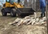 У місті на Чернігівщині масово гине риба: що відомо