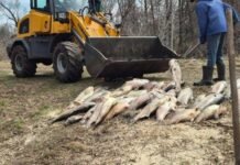 У місті на Чернігівщині масово гине риба: що відомо