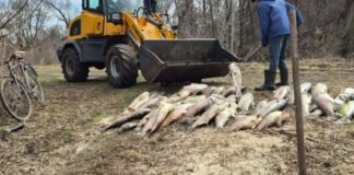 У місті на Чернігівщині масово гине риба: що відомо