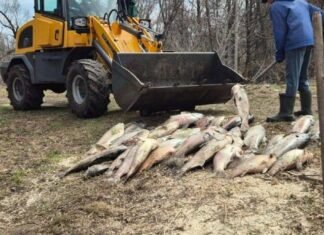 У місті на Чернігівщині масово гине риба: що відомо