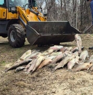 У місті на Чернігівщині масово гине риба: що відомо