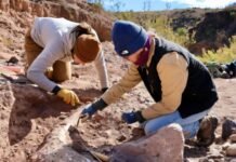 Единственный в своем роде: туристы уничтожили бивень мамонта возрастом 10 000 лет