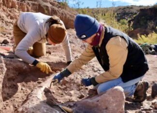 Единственный в своем роде: туристы уничтожили бивень мамонта возрастом 10 000 лет
