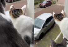 Домашний кот узнал о существовании других котов, но не был к этому готов