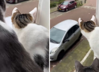 Домашний кот узнал о существовании других котов, но не был к этому готов