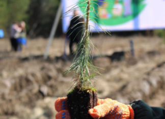 На Чернігівщині цієї весни планують висадити понад 6 мільйонів сіянців