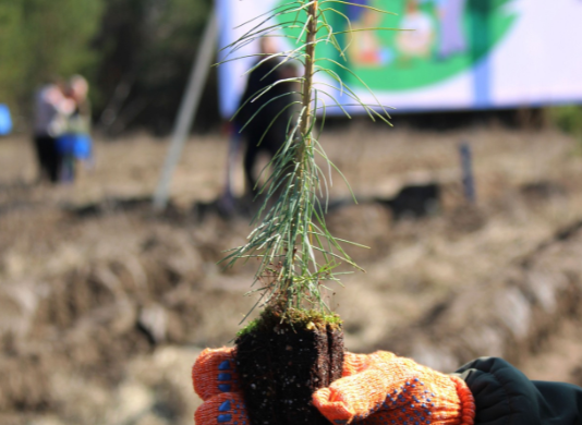 На Чернігівщині цієї весни планують висадити понад 6 мільйонів сіянців