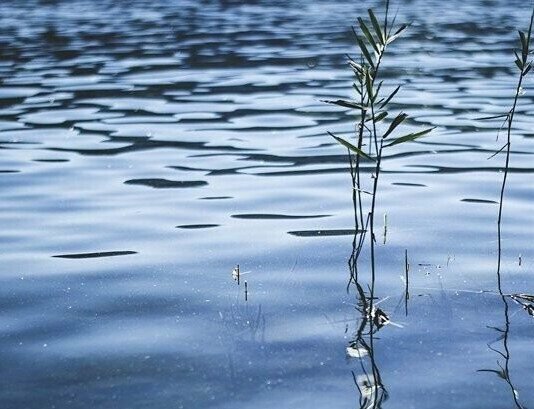 На Чернігівщині у Десні виявили тіло жінки
