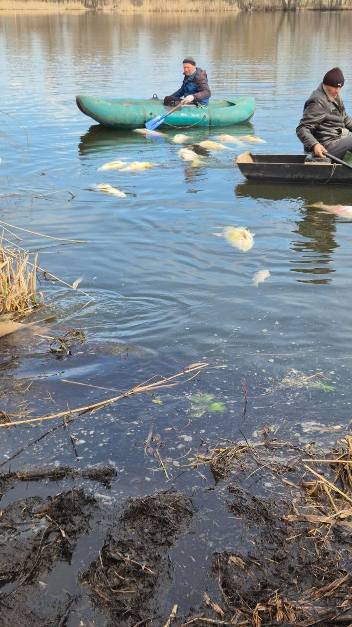 У Мені зафіксовано масову гибель риби (Фото)