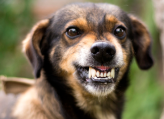 У селі на Чернігівщині підтвердили сказ у собаки: введено карантин