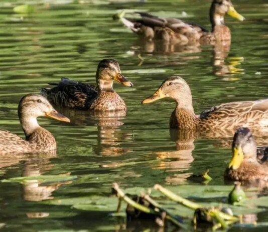 В Україні потепліє до +19: прогноз погоди на 2 квітня