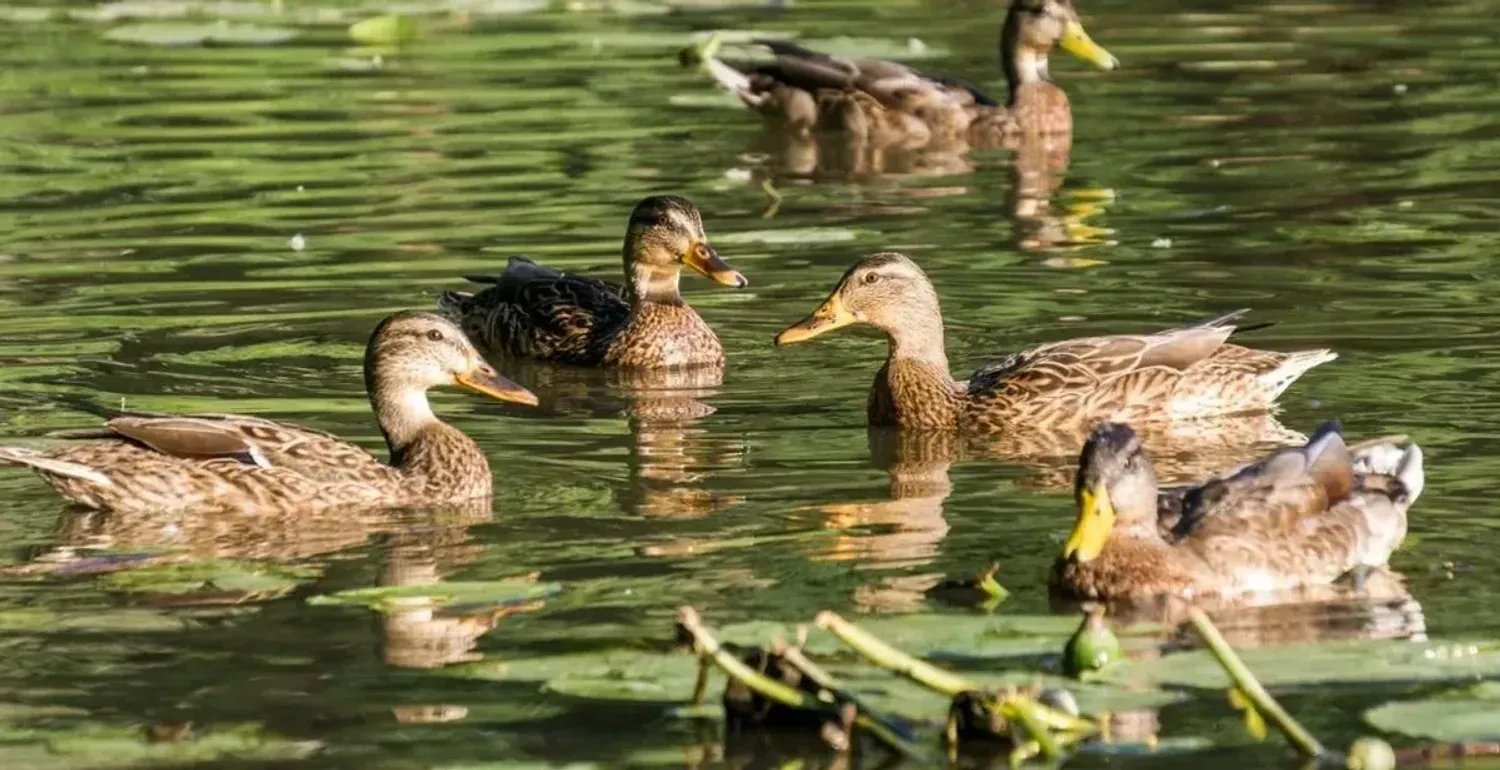 В Україні потепліє до +19: прогноз погоди на 2 квітня