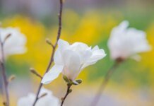 Синоптики прогнозують квітневі грози — циклон принесе теплу погоду з дощами