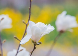 Синоптики прогнозують квітневі грози — циклон принесе теплу погоду з дощами