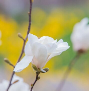 Синоптики прогнозують квітневі грози — циклон принесе теплу погоду з дощами