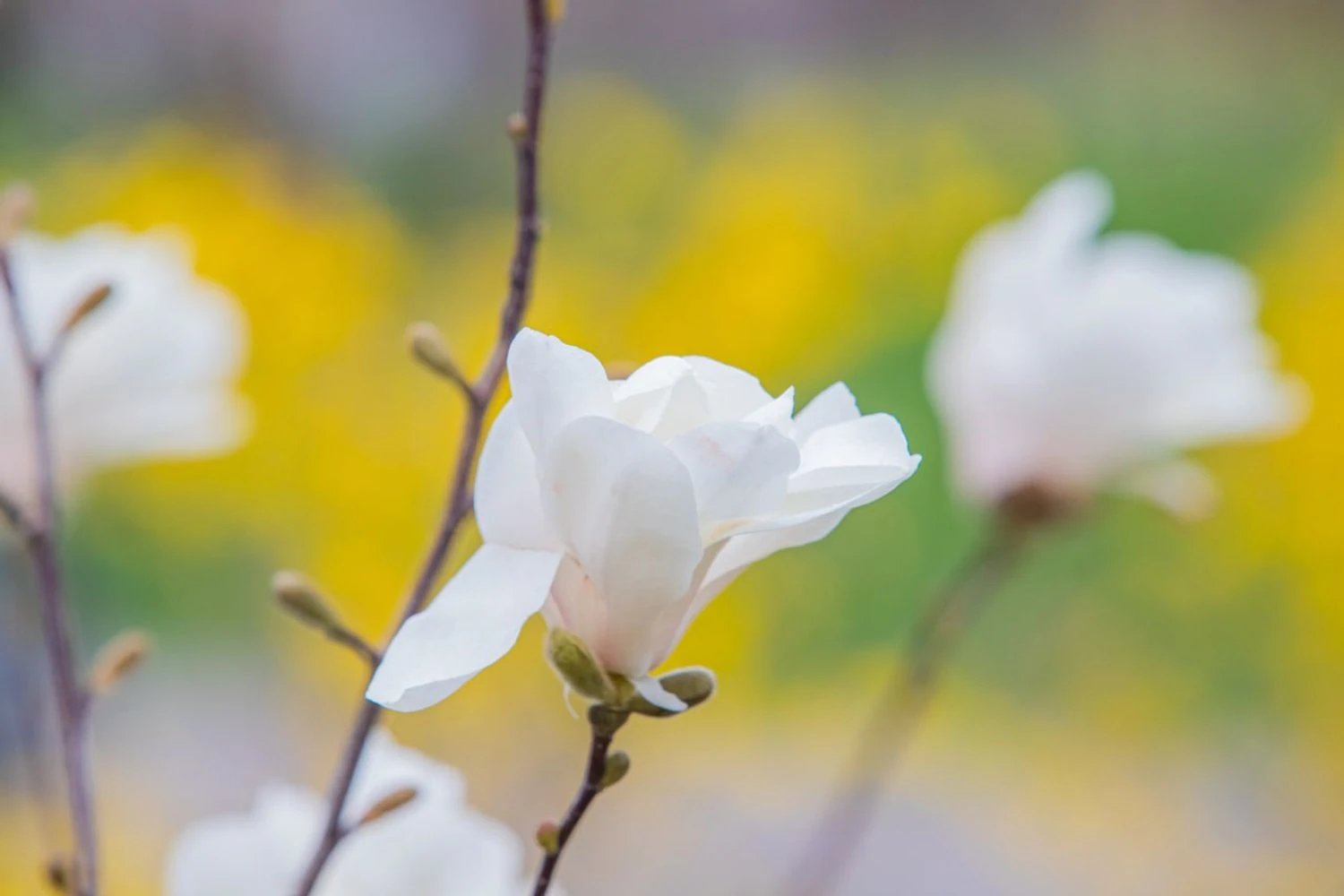 Синоптики прогнозують квітневі грози — циклон принесе теплу погоду з дощами