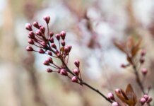 Циклон принесе похолодання та мокрий сніг — прогноз погоди на сьогодні