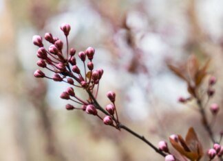 Циклон принесе похолодання та мокрий сніг — прогноз погоди на сьогодні