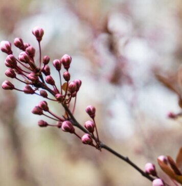 Циклон принесе похолодання та мокрий сніг — прогноз погоди на сьогодні