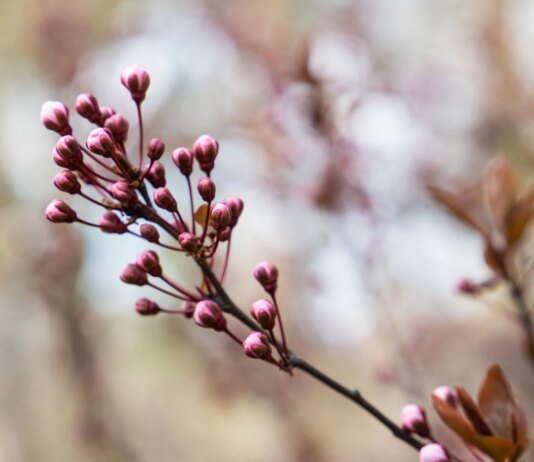 Циклон принесе похолодання та мокрий сніг — прогноз погоди на сьогодні
