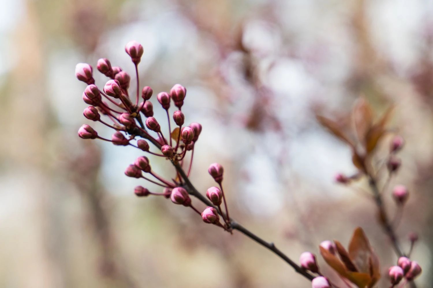 Циклон принесе похолодання та мокрий сніг — прогноз погоди на сьогодні