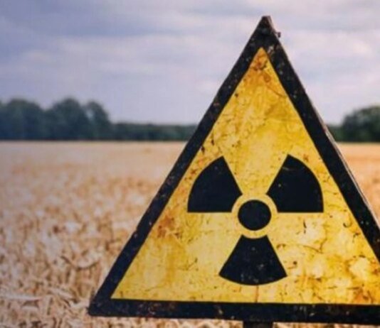 У Чорнобильській зоні більше 5 років незаконно вирощують врожай: прокуратура через суд повертає 190 гектарів