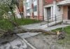 Буревій у Львові та Івано-Франківську повалив дерева