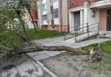 Буревій у Львові та Івано-Франківську повалив дерева