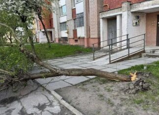 Буревій у Львові та Івано-Франківську повалив дерева