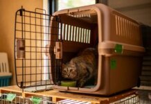 У Японії подали на схвалення препарат від хронічної хвороби нирок у котів